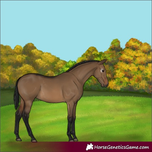 Horse Color:Gray Bay Dun 