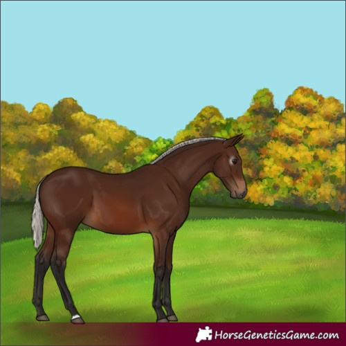 Horse Color:Gray Silver Bay 