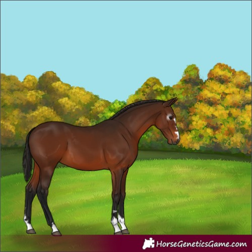 Horse Color:Gray Bay 