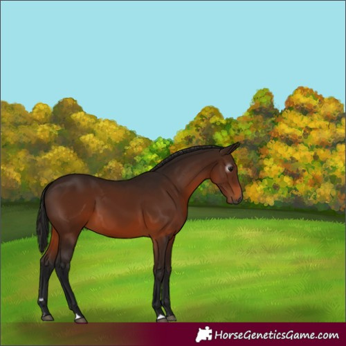 Horse Color:Gray Bay 