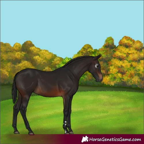 Horse Color:Gray Brown 