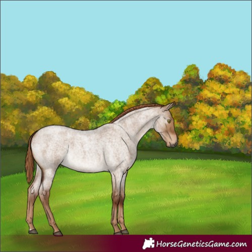 Horse Color:Gray Red Dun Roan Rabicano 