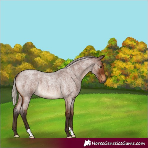 Horse Color:Gray Silver Bay Roan 