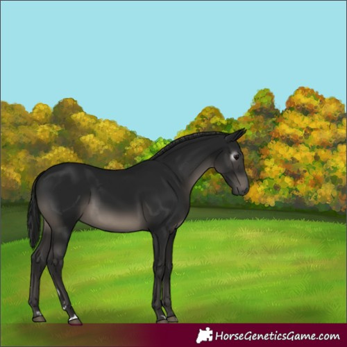 Horse Color:Gray Black 