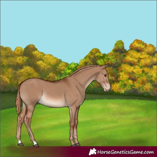 Horse Color:Red Dun 