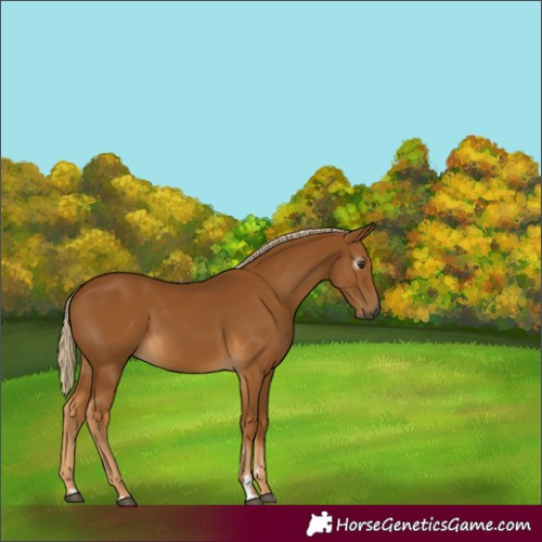 Horse Color:Gray Palomino 