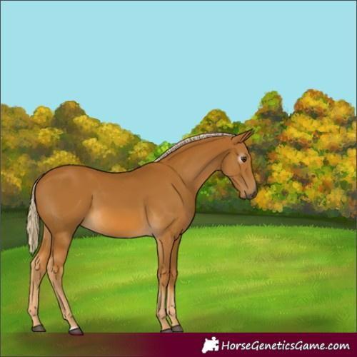 Horse Color:Gray Palomino 