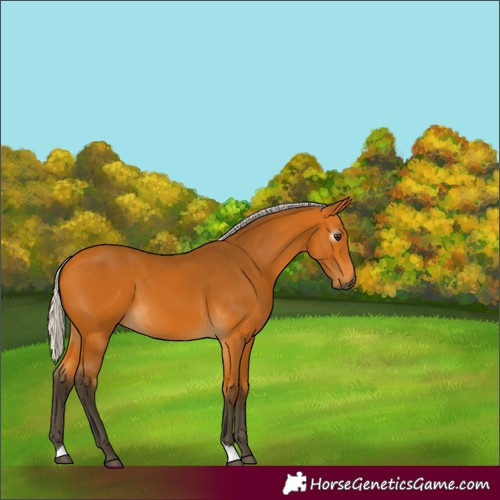 Horse Color:Gray Silver Buckskin 