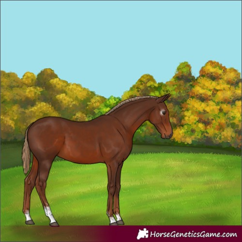 Horse Color:Gray Chestnut Sabino 
