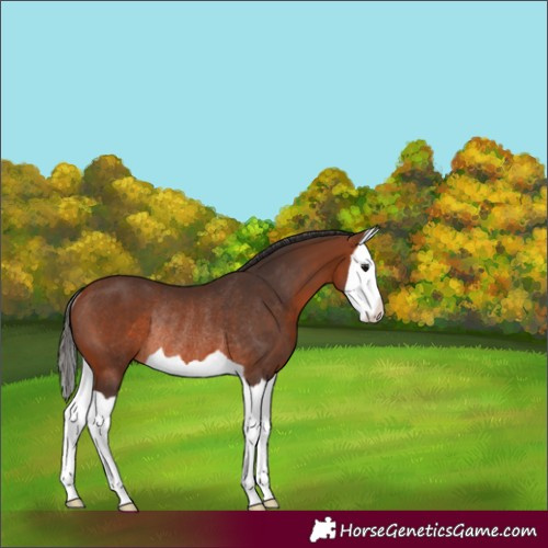 Horse Color:Bay Splash Rabicano 