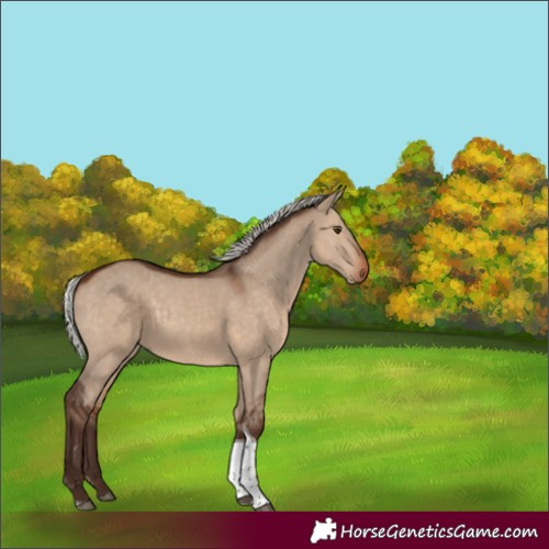 Horse Color:Silver Brown Dun Tobiano Rabicano 