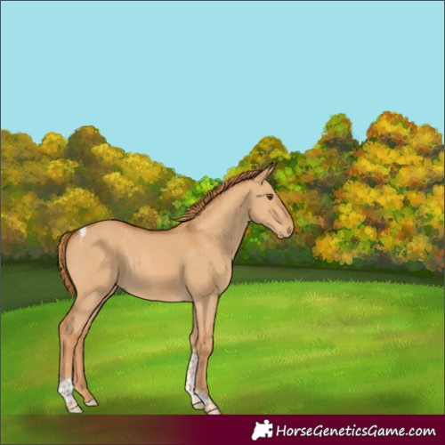Horse Color:Red Dun Tobiano 