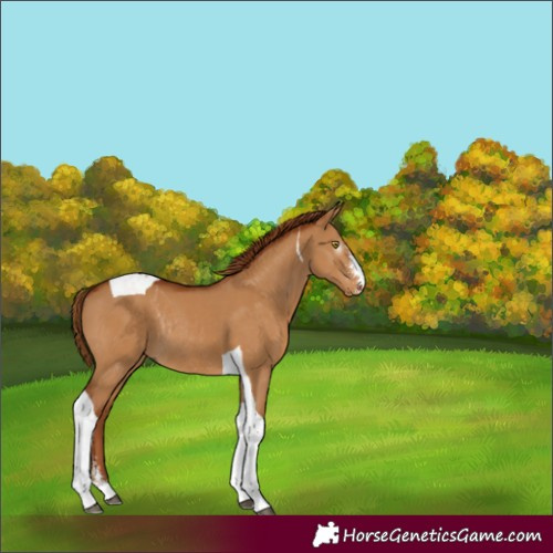Horse Color:Gray Red Dun Sabino Tobiano Rabicano 
