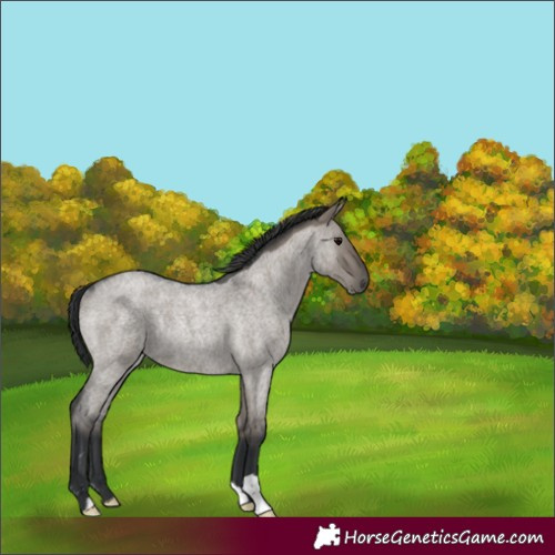 Horse Color:Grullo Roan Rabicano 
