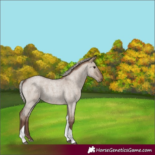 Horse Color:Silver Grullo Roan Tobiano 