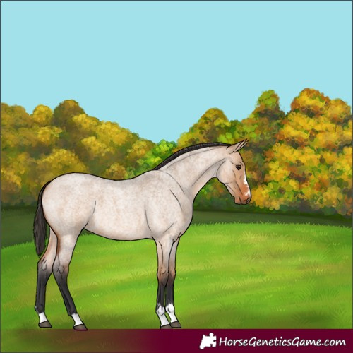 Horse Color:Bay Roan Dun 