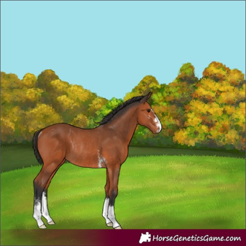 Horse Color:Bay Sabino Rabicano 