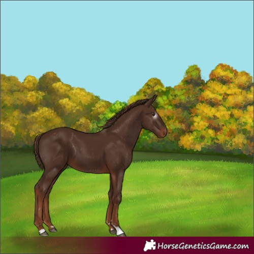Horse Color:Gray Chestnut 