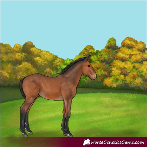 Horse Color:Bay 