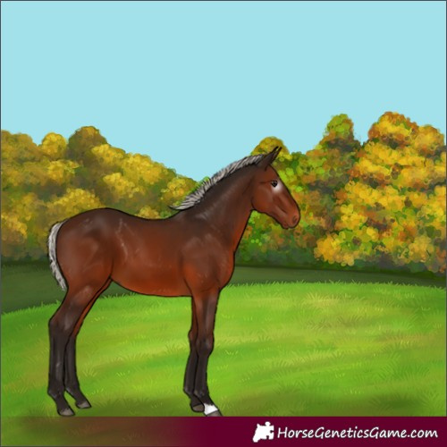Horse Color:Gray Silver Bay 