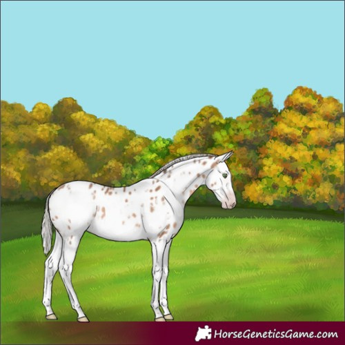 Horse Color:Gray White Spotted Silver Amber Champagne Splash Frame Near Leopard 