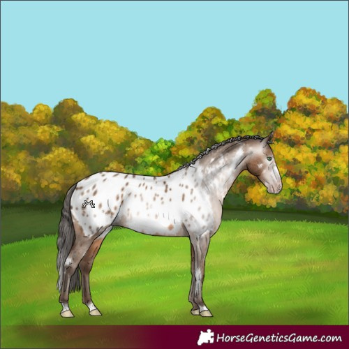 Horse Color:Gray White Spotted Amber Champagne Frame Appaloosa 