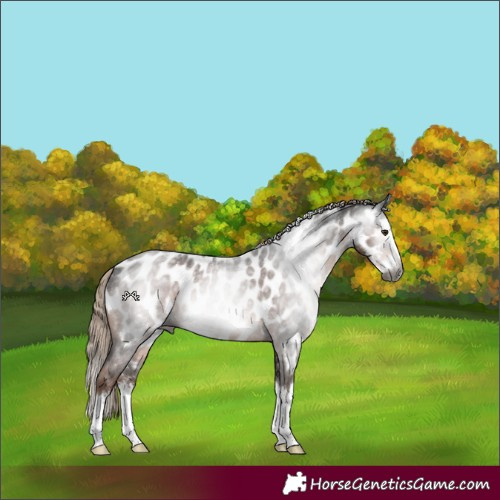 Horse Color:Gray Liver Red Roan Splash Near Leopard Rabicano 