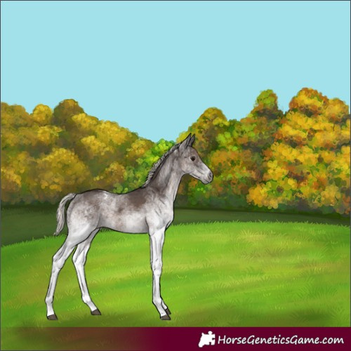 Horse Color:Gray White Spotted Silver Black Appaloosa Rabicano 
