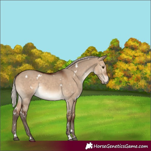 Horse Color:White Spotted Silver Brown Dun Rabicano 