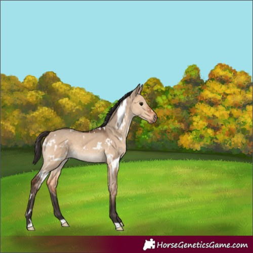 Horse Color:White Spotted Bay Dun Rabicano 