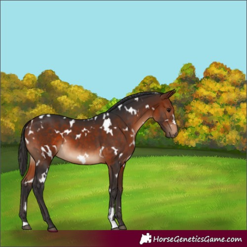 Horse Color:White Spotted Bay 