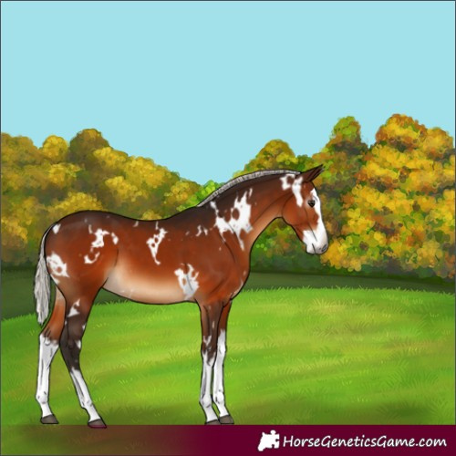 Horse Color:Gray White Spotted Silver Bay Splash 