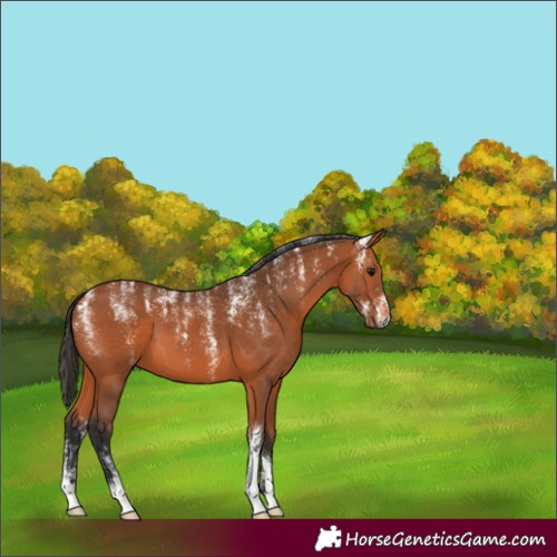 Horse Color:Powder White Bay 