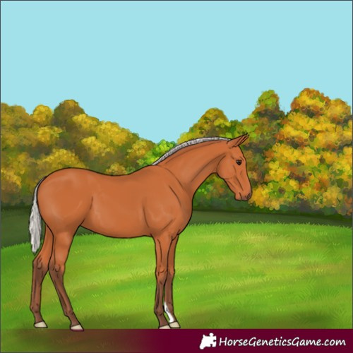 Horse Color:Silver Bay 