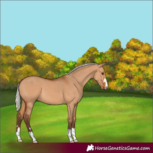 Horse Color:Silver Bay Dun 