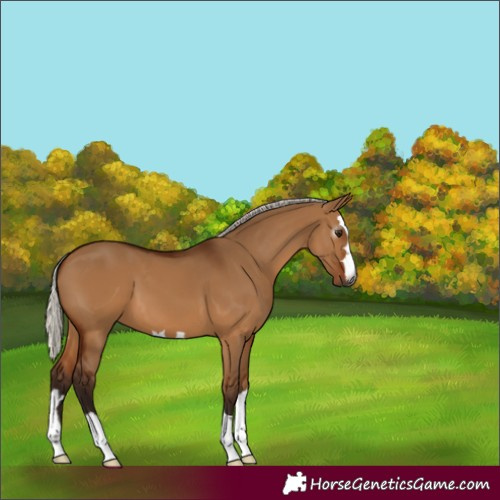 Horse Color:Gray Silver Bay Dun 