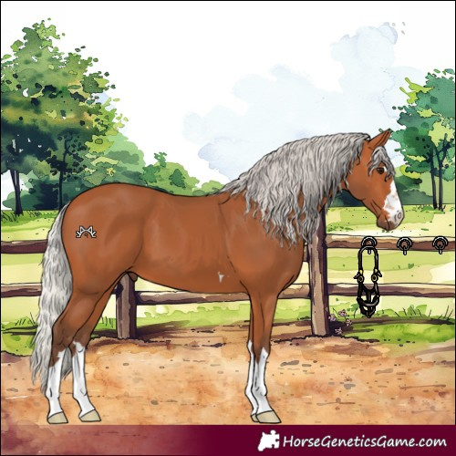 Horse Color:Silver Bay 