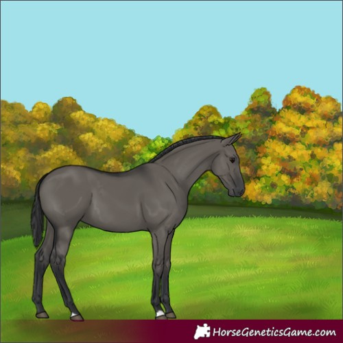 Horse Color:Grullo 