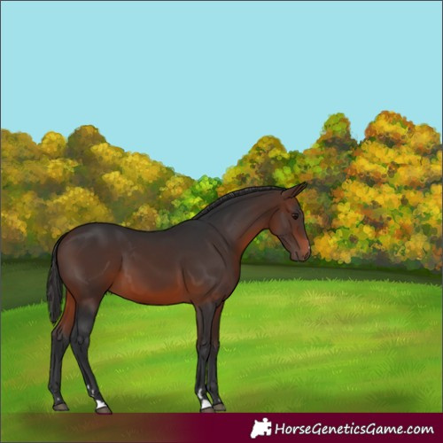 Horse Color:Brown 