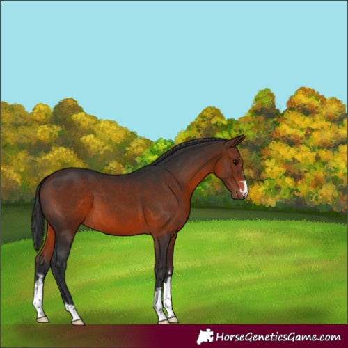 Horse Color:Brown 