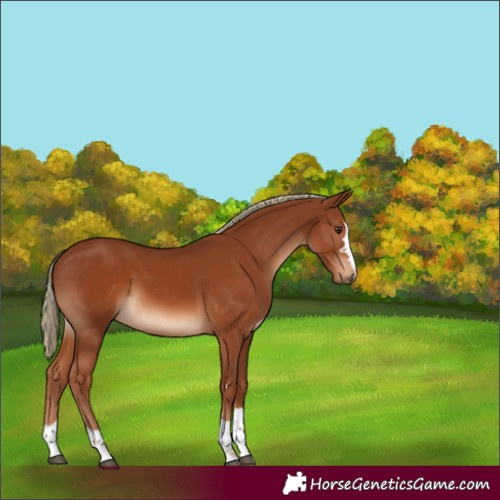 Horse Color:Chestnut 