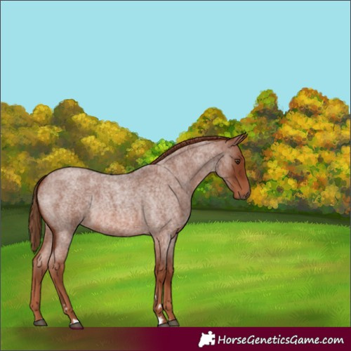 Horse Color:Red Roan Rabicano 