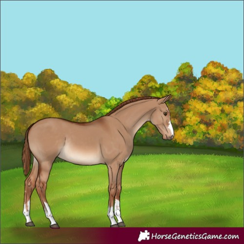 Horse Color:Red Dun Rabicano 