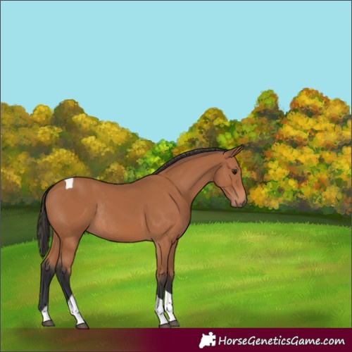 Horse Color:Bay Tobiano Rabicano 