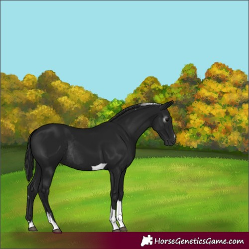 Horse Color:Gray Black Tobiano Rabicano 