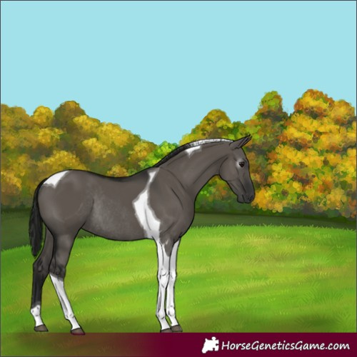 Horse Color:Gray Grullo Tobiano Rabicano 