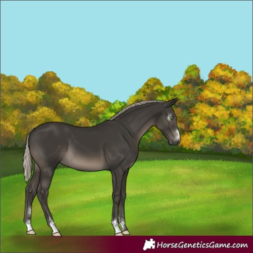 Horse Color:Gray Silver Smoky Black 