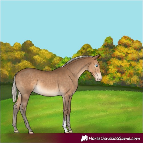 Horse Color:Gray Silver Perlino 