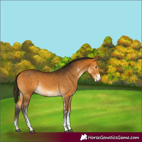 Horse Color:Gray White Spotted Buckskin 