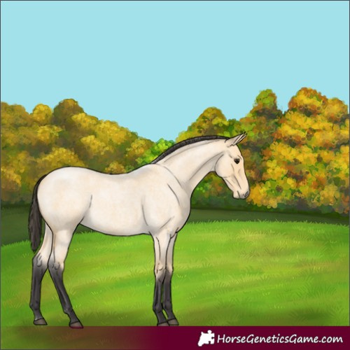 Horse Color:Buckskin Roan 